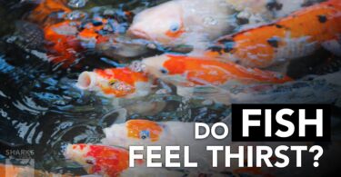 Do Fish Feel Thirst?