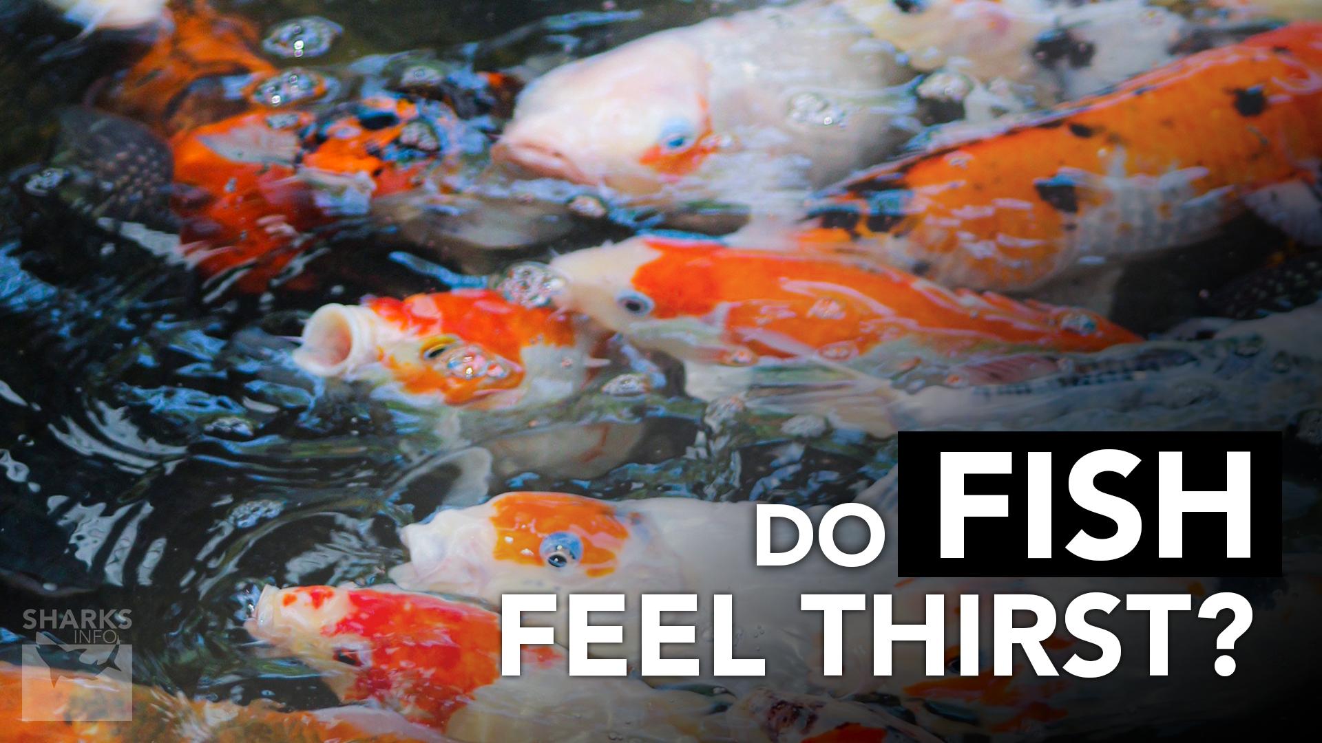 Do Fish Feel Thirst?