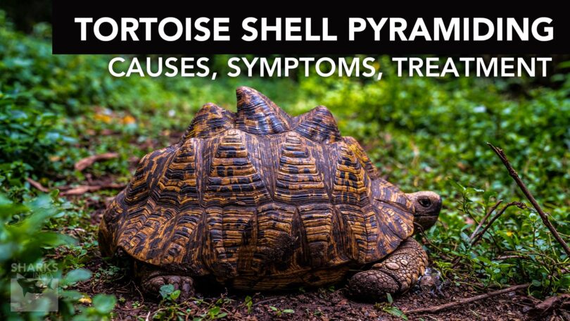 Tortoise Shell Pyramiding: Causes, Symptoms, Treatment
