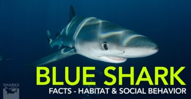 Blue Shark Facts - Habitat & Social Behavior