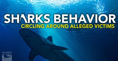 Circling Around Alleged Victims _ Shark Behavior
