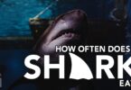 How Often Does A Shark Eat?