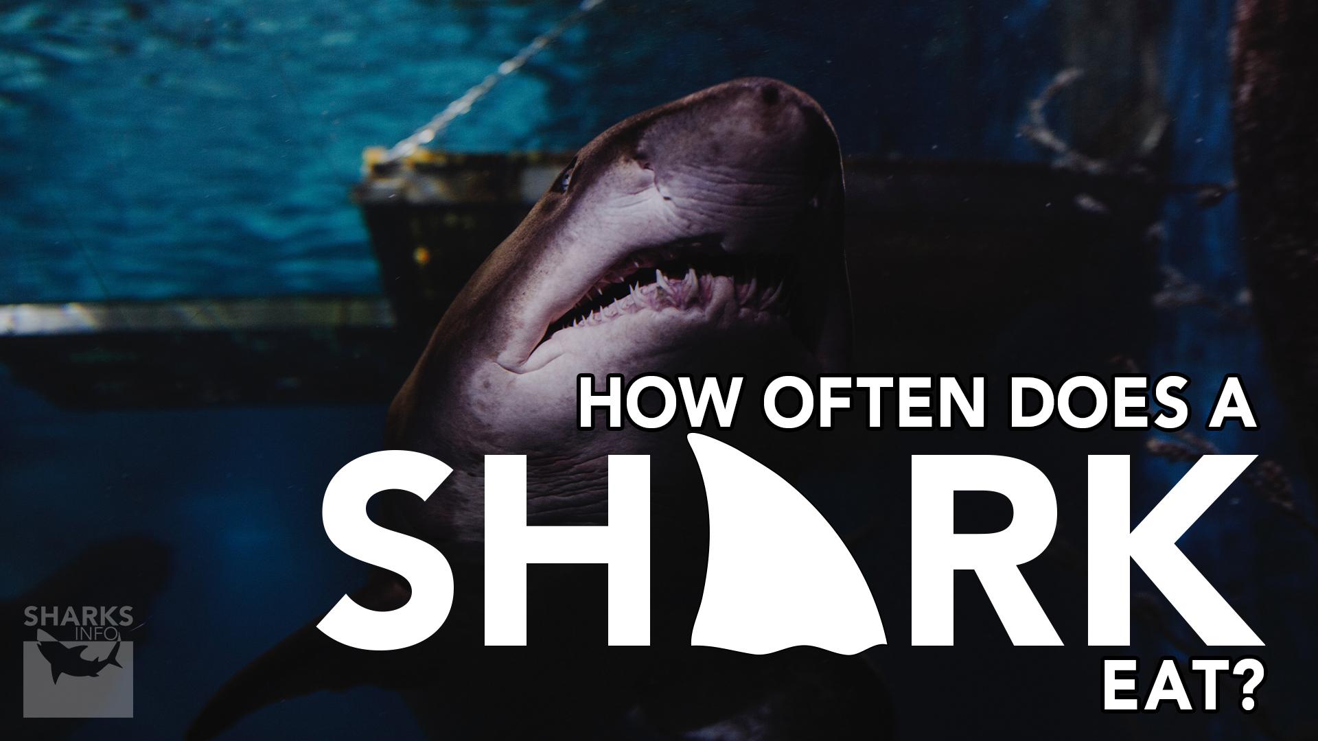 How Often Does A Shark Eat? - sharksinfo.com