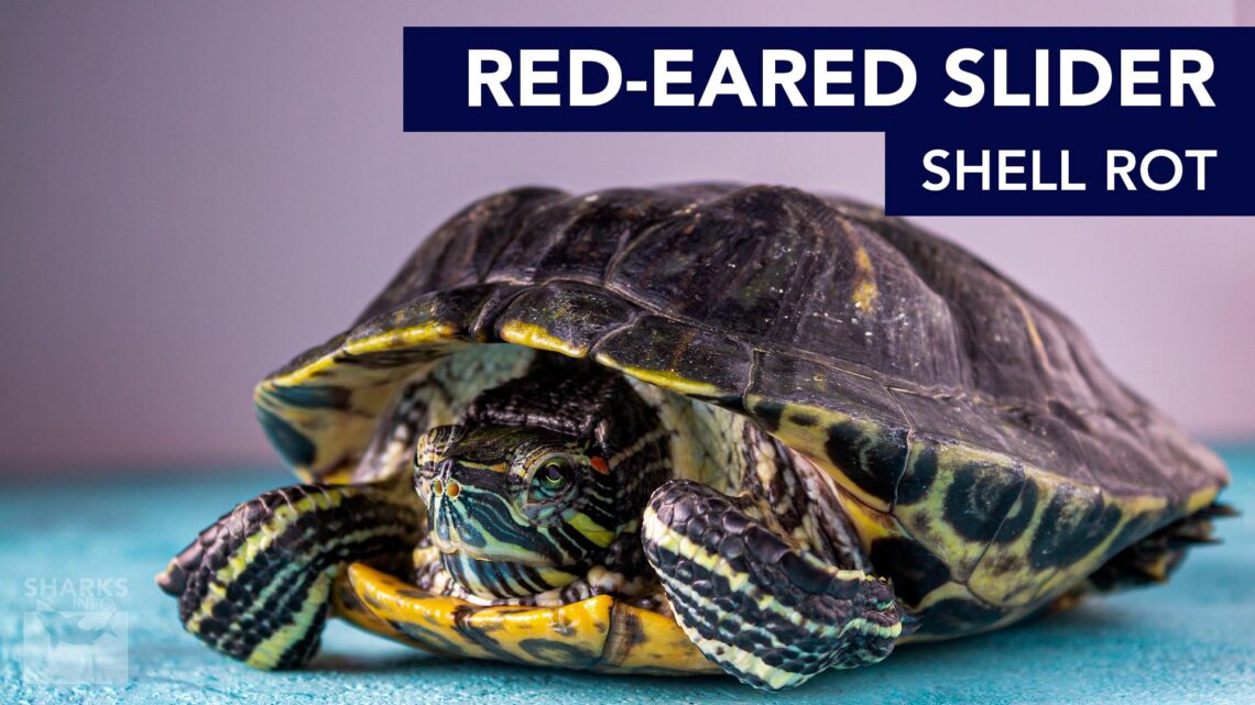 Red-Eared Slider Shell Rot: Causes, Symptoms, Treatment – sharksinfo.com