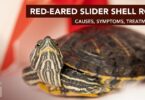 Red-Eared Slider Shell Rot: Causes, Symptoms, Treatment