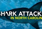 Shark Attacks In North Carolina