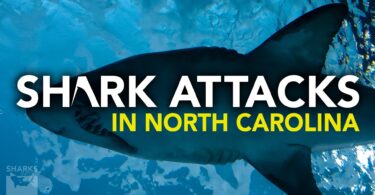 Shark Attacks In North Carolina
