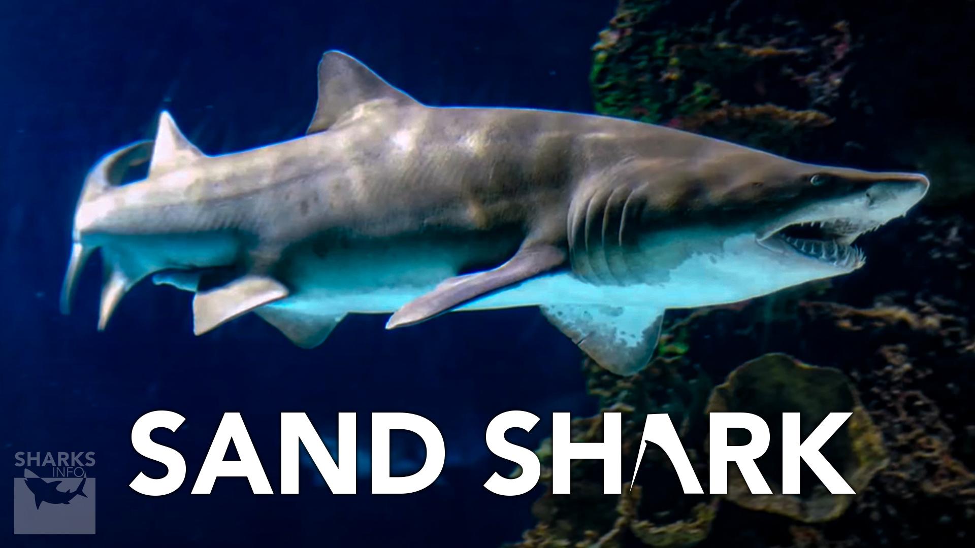 The Sand Shark – Species Profile – sharksinfo.com