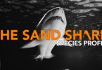 The Sand Shark - Species Profile