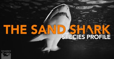 The Sand Shark - Species Profile