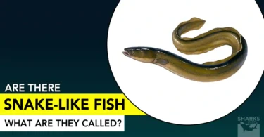 Are There Snake-Like Fish What Are They Called