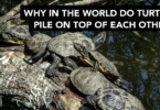 Why In The World Do Turtles Pile On Top Of Each Other