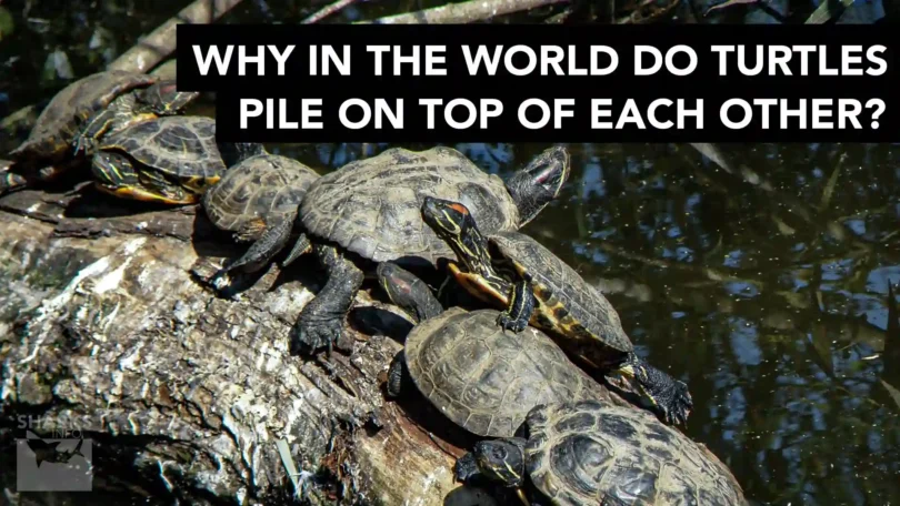 Why In The World Do Turtles Pile On Top Of Each Other