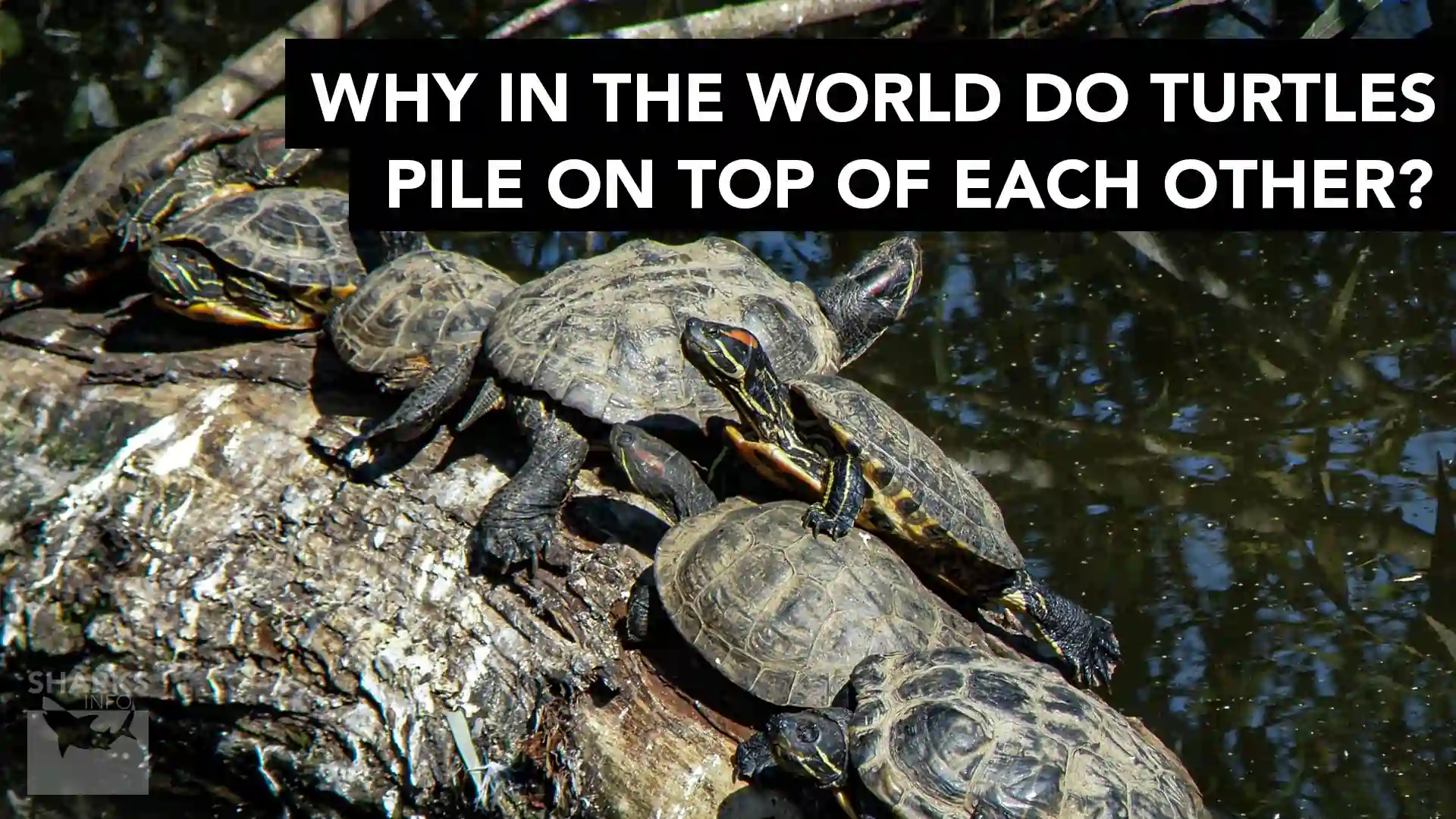 Why In The World Do Turtles Pile On Top Of Each Other?