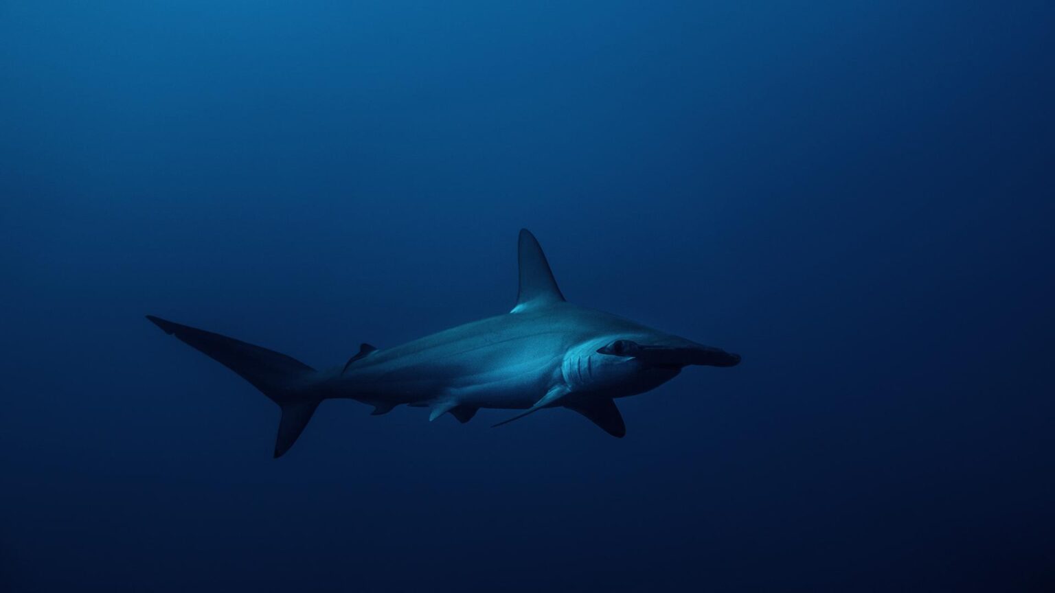The Vulnerability of the Amazing Hammerhead Shark - sharksinfo.com