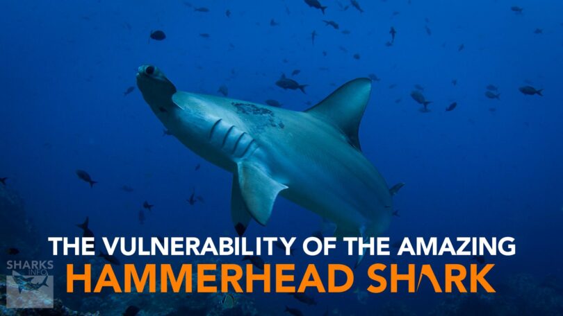 The Vulnerability of the Amazing Hammerhead Shark