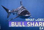 What Does A Bull Shark Eat?