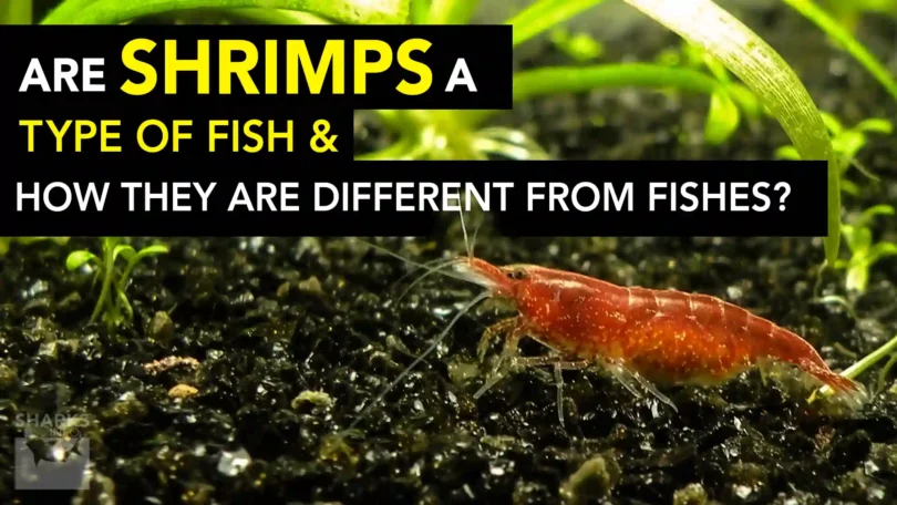 Are Shrimps a Type of Fish and How They Are Different From Fishes