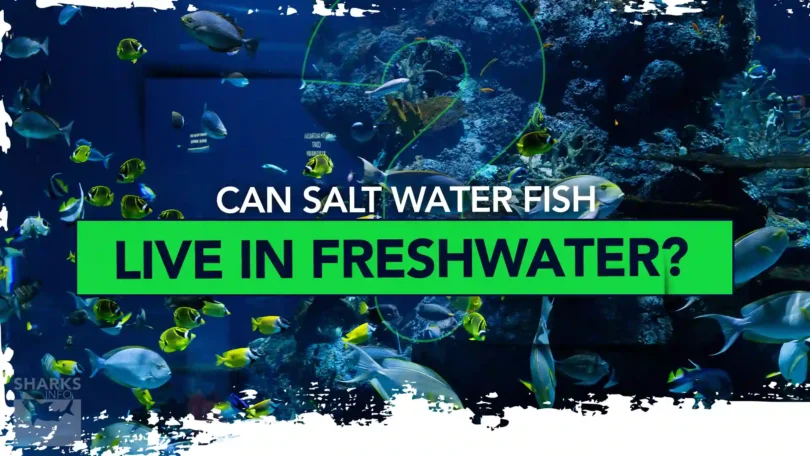 Can Salt Water Fish Live in FreshWater and Vice Versa