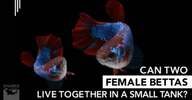 Can Two Female Bettas Live Together in a Small Tank