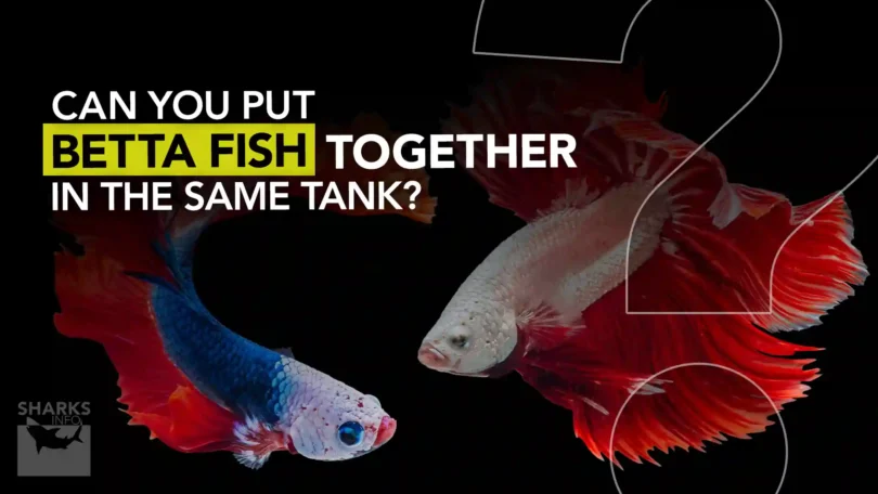 Can You Put Betta Fish Together in the Same Tank