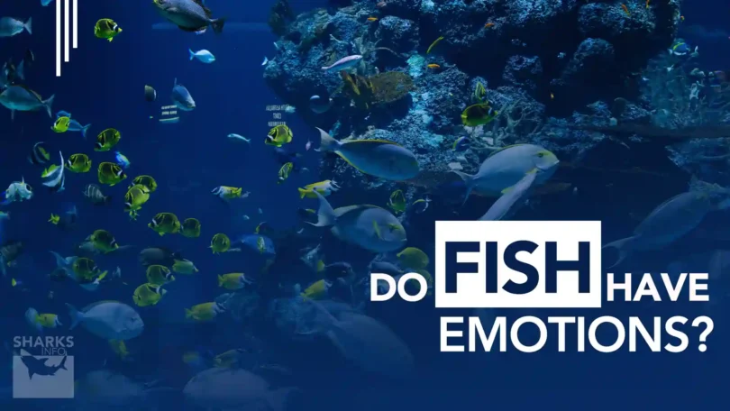 Do Fish Have Emotions