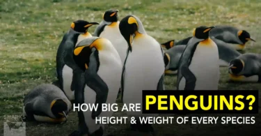 How Big Are Penguins Height & Weight of Every Species