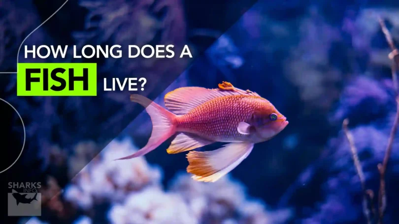 How Long Does a Fish Live