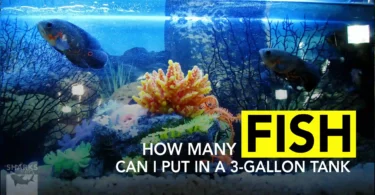 How Many Fish Can I Put in a 3-Gallon Tank