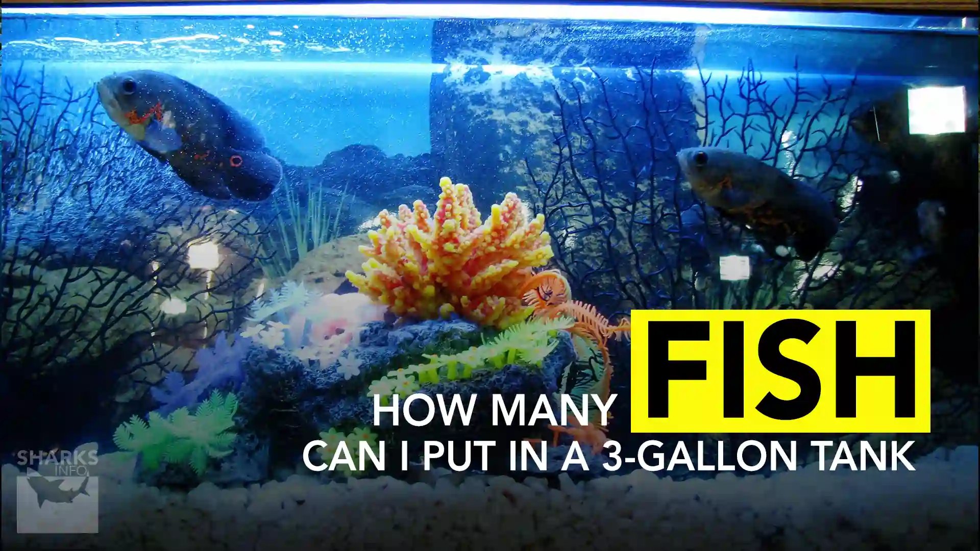 how-many-fish-can-a-3-gallon-tank-hold-sharksinfo