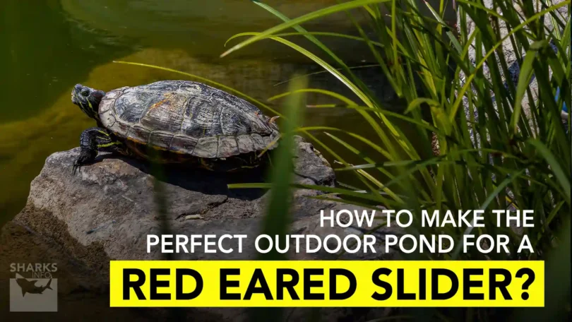 How to Make the Perfect Outdoor Pond for a Red Eared Slider