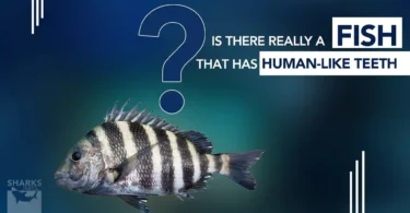 Is There Really a Fish That has Human-Like Teeth