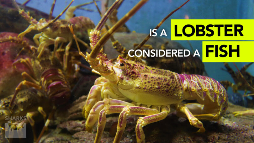 Is a Lobster Considered a Fish