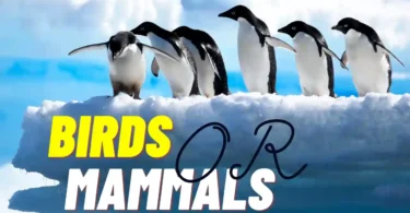Are Penguins Birds or Mammals