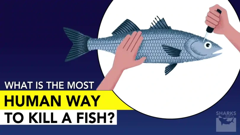 What Is the Most Humane Way To Kill a Fish