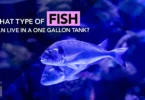 What Type of Fish Can Live in a One Gallon Tank