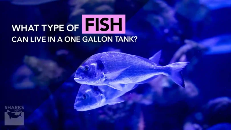 What Type of Fish Can Live in a One Gallon Tank