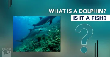 What is a DolphinIs it a Fish