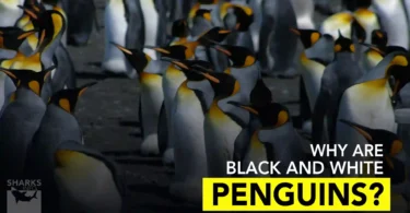 Why Are Penguins Black and White