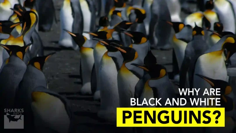 Why Are Penguins Black and White