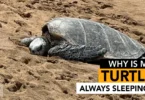 Why is My Turtle Always Sleeping