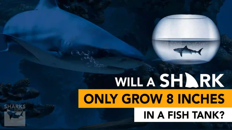 Will A Shark Only Grow 8 Inches In A Fish Tank