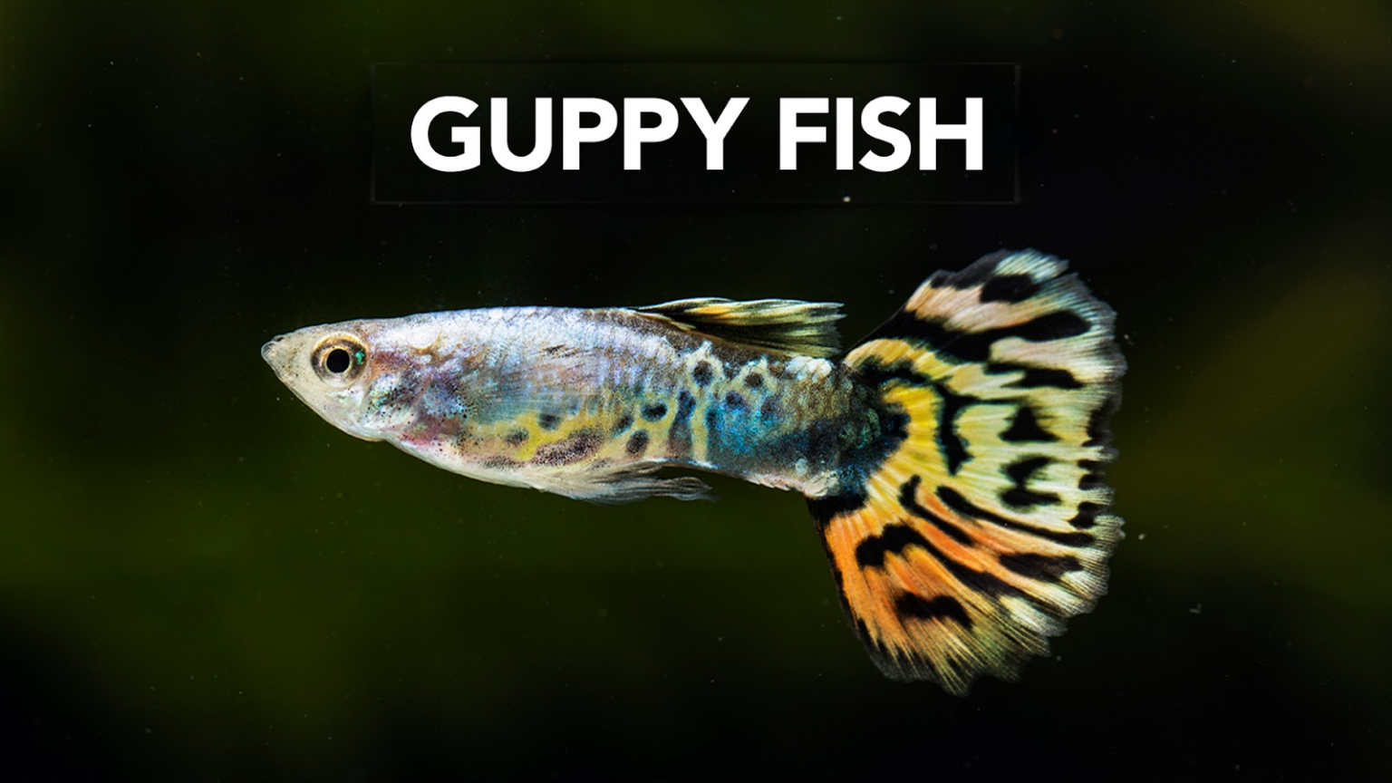 What Type of Fish Can Live in a One Gallon Tank