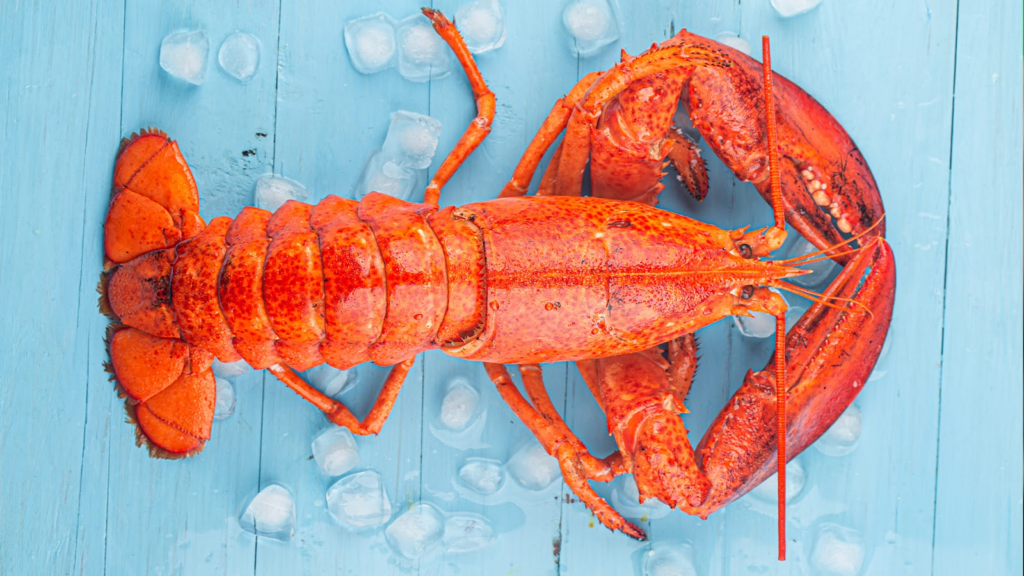 Interesting Facts About Lobsters