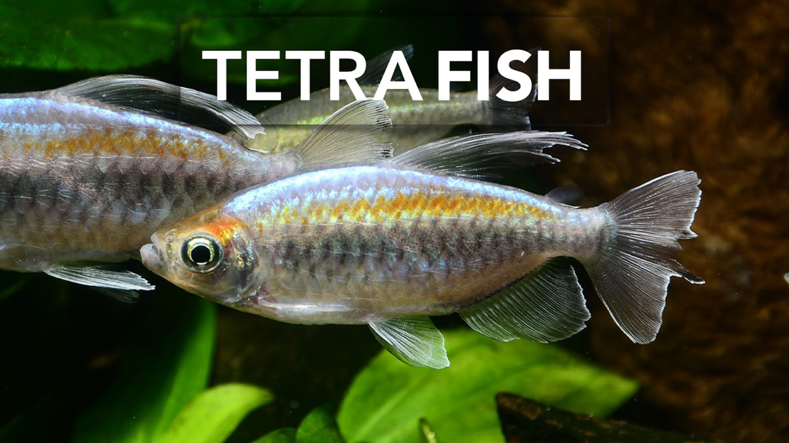 What Type of Fish Can Live in a One Gallon Tank