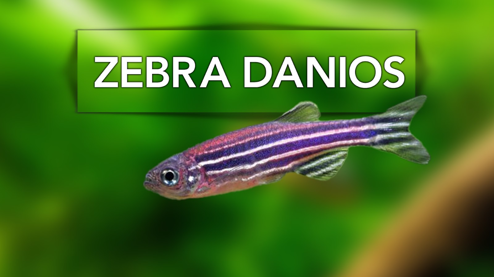 What Type of Fish Can Live in a One Gallon Tank