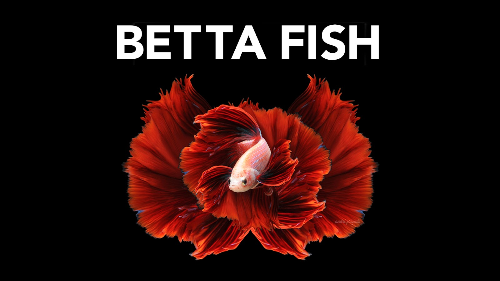 What Type of Fish Can Live in a One Gallon Tank