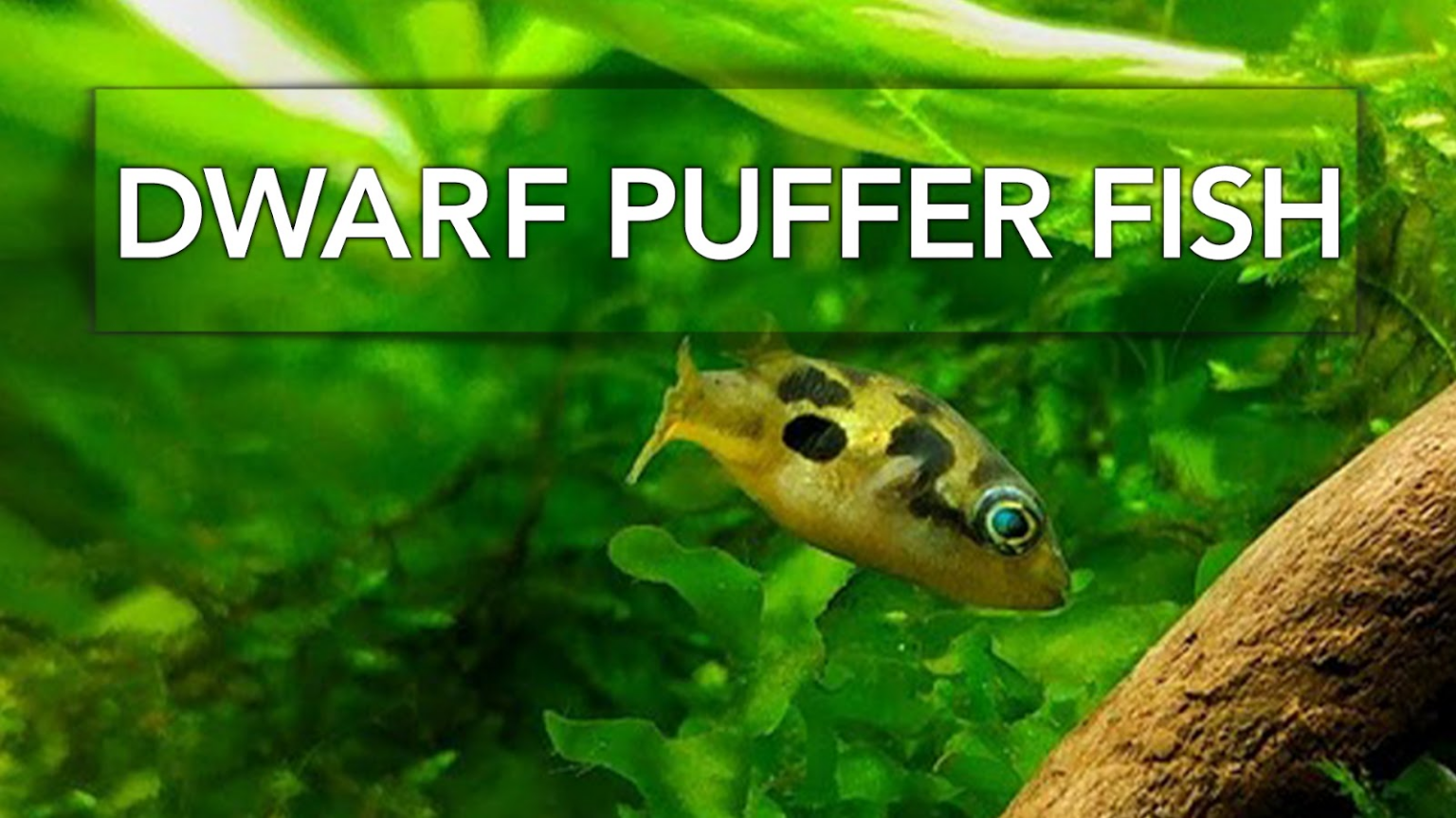 What Type of Fish Can Live in a One Gallon Tank