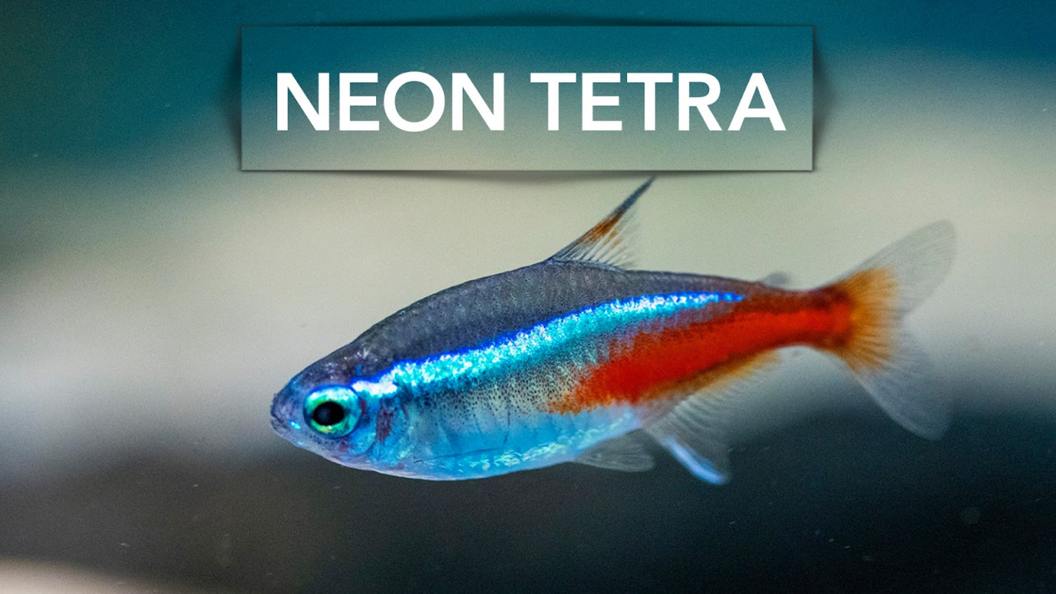 What Type of Fish Can Live in a One Gallon Tank