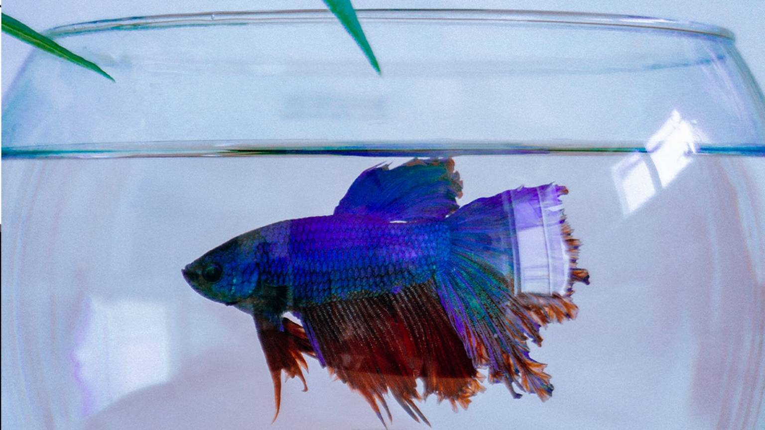 Can You Put Betta Fish Together in the Same Tank